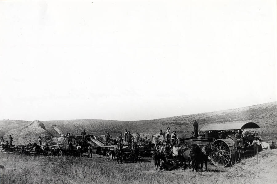 Bill Cameron outfit threshing wheat in the Lenville Road area about 1912. Picture from Howard Buchanan.