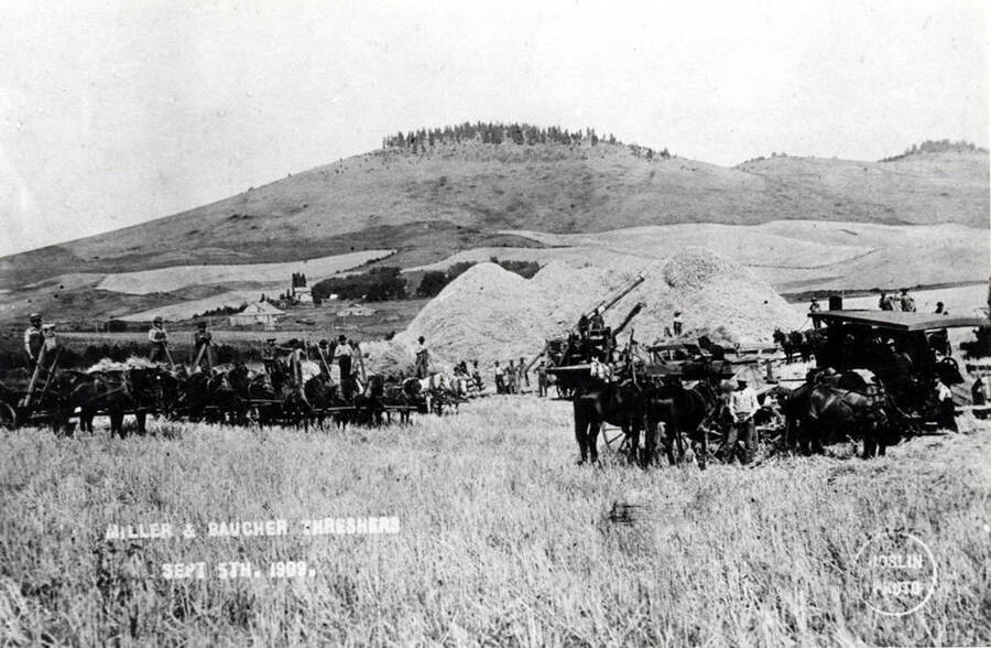 Miller and Baucher threshing outfit near Ringo Station on the Spokane Inland Electric Railroad [line]. This is on the road between Viola and Palouse west of the Idaho-Washington state line. Ringo Butte in center of picture. September 5, 1909 by Joslin Photo.