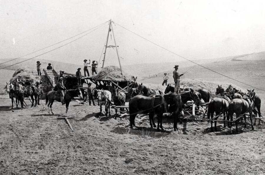 Six-team horsepower threshing outfit in the St. John area. Threshing grain from the stack using Jackson fork to feed platform where it is forked into thresher by men. Gosney picture.