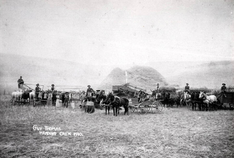 Guy Thomas header box threshing outfit showing eight horses on header at left, two horses on hack center and four horses on header boxes at right. Thresher powered by gasoline engine in 1910.