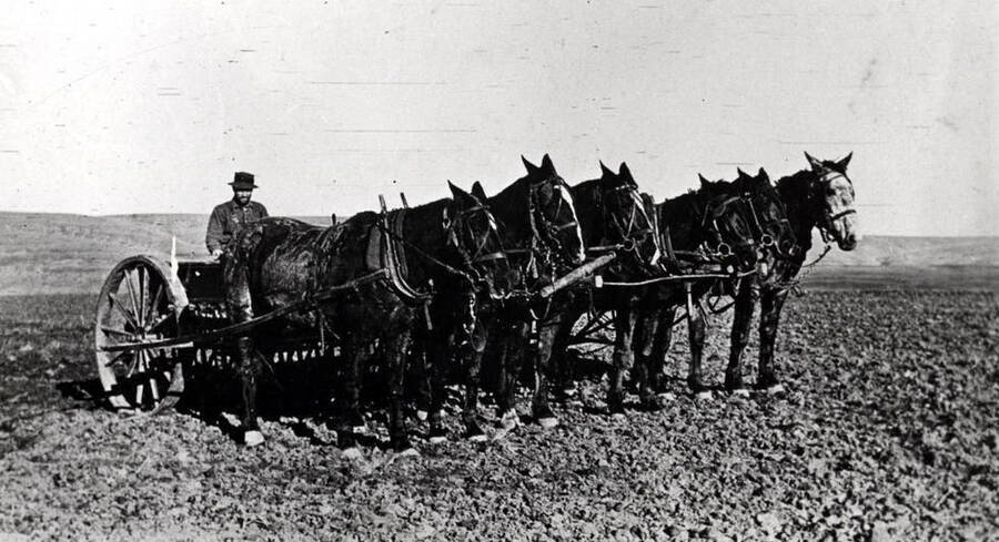 Six horses pulling 12-foot grain drill. No identification.