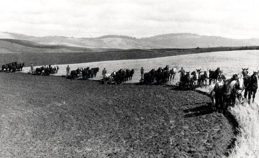G.P. (Gub) Mix farm northwest edge of Moscow. Plowing with seven outfits about 1908. Hodgins photo by Charles Dimond.