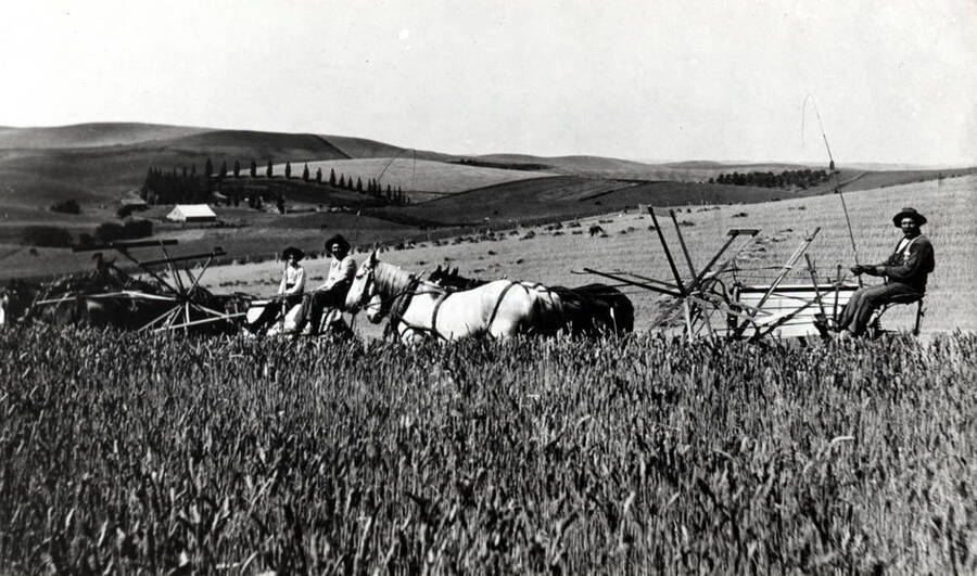 Joe Phillips and his neighbor cutting grain on the Phillips farm early 1900s. Looking southwest at the Percy Doyle farm in the valley.