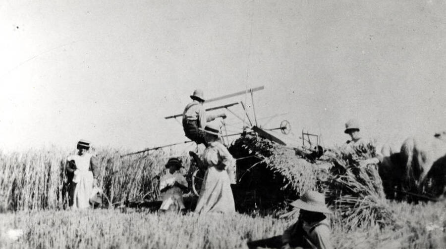 A. Mortensen cutting Red Russian wheat on his farm in the Blaine area in 1912. The women folk helped with the shocking. Picture from the son Harry Mortensen.
