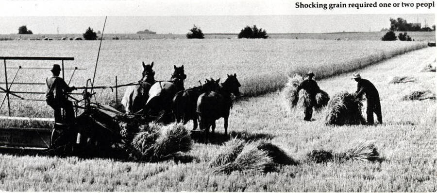 Binder pulled with four horses cutting grain and two men shocking the bundles. Picture from the Furrow 11/12/1975. Courtesy the John Deere Company.