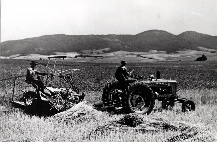 Floyd Trail on binder cutting grain on his farm northeast of Moscow in 1946. Power takeoff from Farmall tractor powers the binder. Picture from Floyd Trail.
