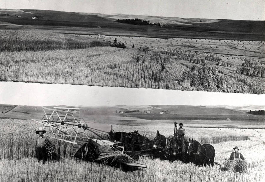 Push binder cutting 50-bushel wheat on the Oscar Nordby farm near Genesee in 1926. Notice height of wheat.