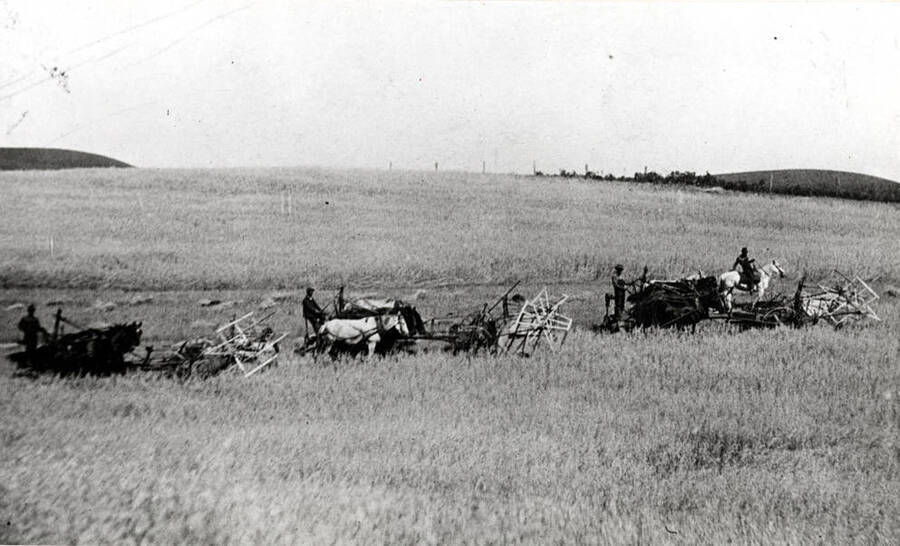 Three push binders cutting wheat on the A.D.R. Keith farm near the breaks southwest of Colton in 1915. Keith outfit.
