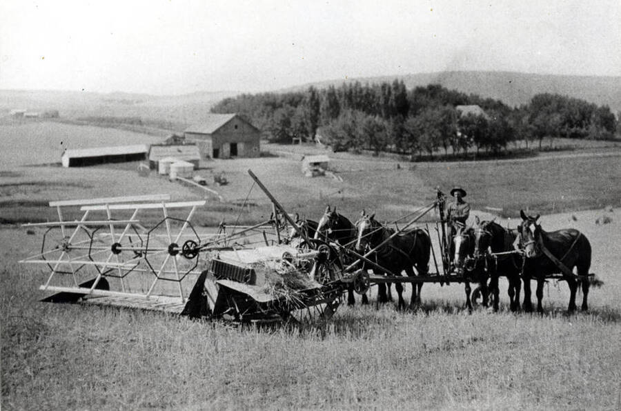 John Crithfield on push binder about 1917 binding grain on the Ford farm south of Pullman on highway to Lewiston. Picture from June Crithfield.