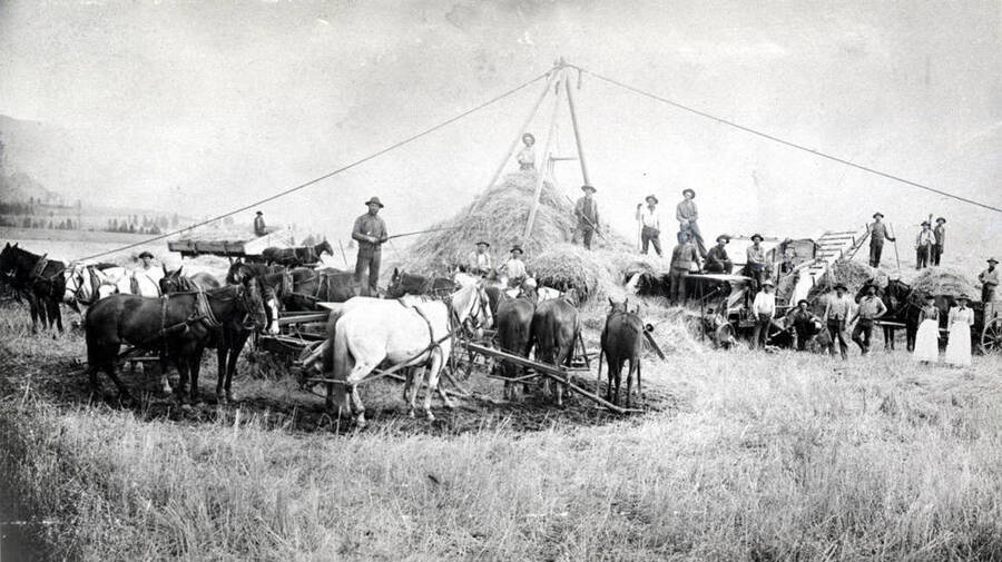 Horsepower threshing headed grain hand-forked to thresher from stack with straw being stacked by men. Header box of headed grain in background waiting to be unloaded with Jackson fork onto stack. Picture taken in the 1890s.