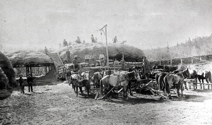 Horsepower threshing stacked bundled grain. Straw being stacked on pole sheds to provide shelter for livestock in the winter. Stacks of bundled grain at left, 1890s.
