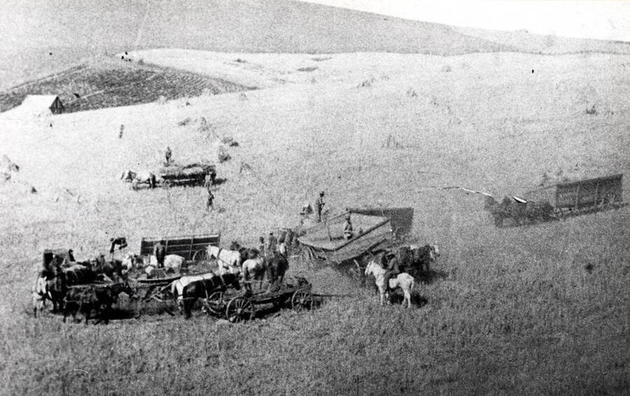 Horsepower threshing about 1895 near Colfax, Wash. This was the G.C. Farr outfit and shows seven teams being used. Picture courtesy Roby E. Farr of Colfax.