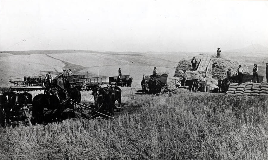 Horsepower threshing southwest of Steptoe Butte in background, in 1893. This was the Ed Davis (son of Cashup) outfit. At this time wheat sold for 18 cents per bushel and harvest hands were paid $1.25 for a 12-hour day.
