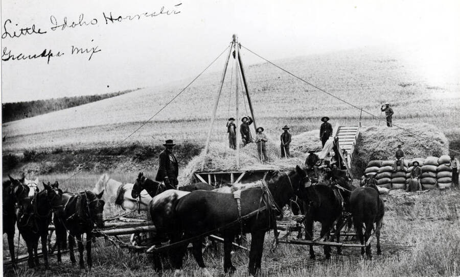 Horsepower threshing outfit of Franklin E. Mix on his farm at the northwest edge of Moscow in the 1890s. See pear orchard at left in picture. He was the father of the late 'Gub' and Franklin Jr. and grandfather of Gainford who now farms the Mix place as of 1976.