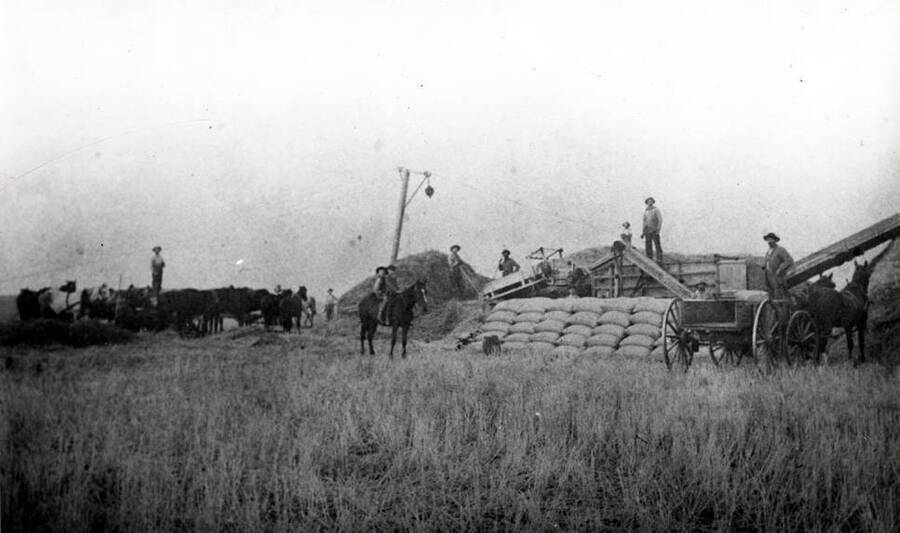 Horsepower threshing in the Palouse country, no identification.