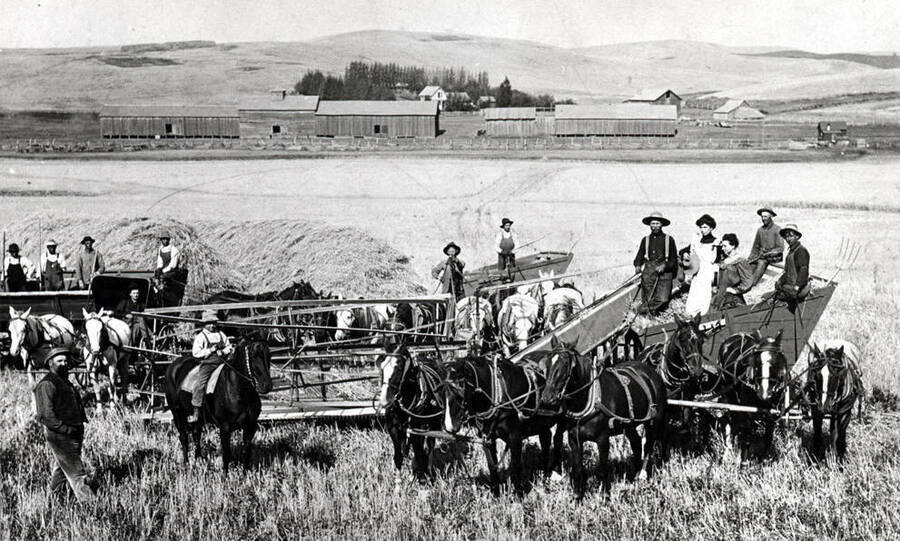 Good close-up of header and header boxes by stacks of headed grain later to be threshed. Picture showing Seltice Station south of Tekoa, Washington. Early 1900s.