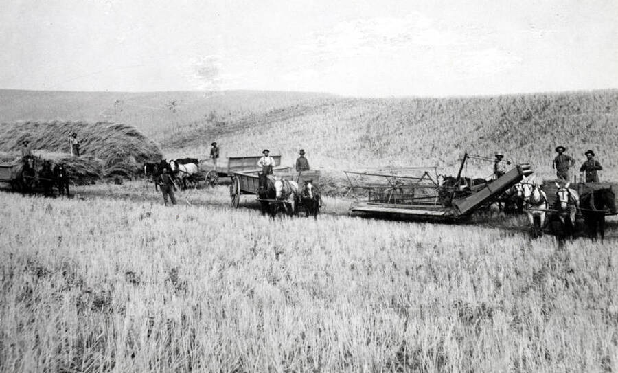 Header box outfit stacking headed grain to be threshed later. Early 1900s, no identification.