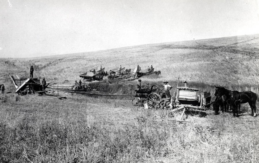 Wood-burning 12-horsepower steam engine threshing outfit on American Ridge early 1900s. Header and header boxes on hillside beyond pile of sacked grain.