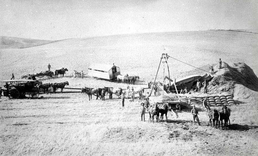 Steam engine-powered threshing in the Farmington area in the early 1900s. Courtesy I.L. Van Winkle.
