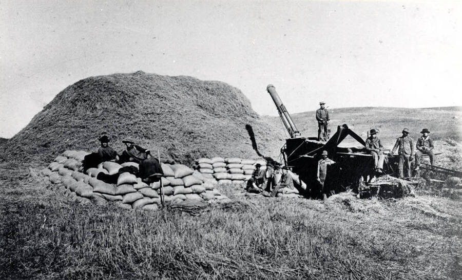 Hand-fed thresher steam engine-powered threshing in the Potlatch area, early 1900s. Picture from Lester Poole.