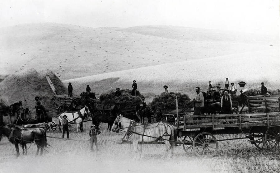 Threshing bundled grain from the field. Shocks of bundles on the hill in background. White horse in foreground has a fly net over harness to keep flies from bothering horse.