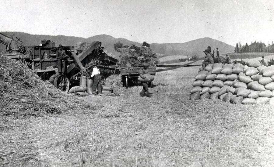 Threshing bundled grain on the Naylor farm three miles north of Moscow and west of Highway 95. Phelphs place right center and Naylor place right side of picture. Picture taken 1912.