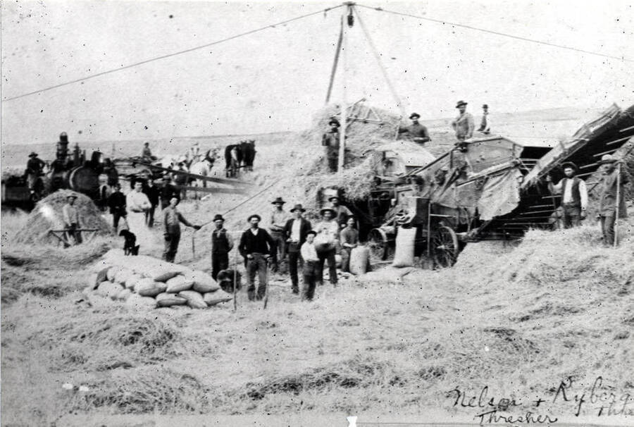 Nelson and Ryberg threshing headed grain in the Moscow area in the early 1900s. Steam engine powered but hand fed.