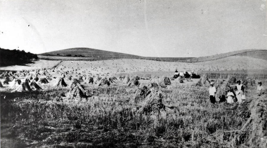 Field showing shocks of Red Russian wheat with binder in the distance on the Andrew Mortensen farm Blaine in 1912. Mortensen women are helping to shock the grain.