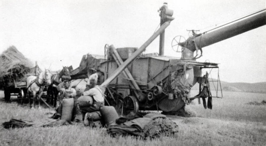 Andrew Mortensen threshing outfit in the Blaine area, 1919. The above [90-6-041] is a 32-inch cylinder Case Separator (all metal).