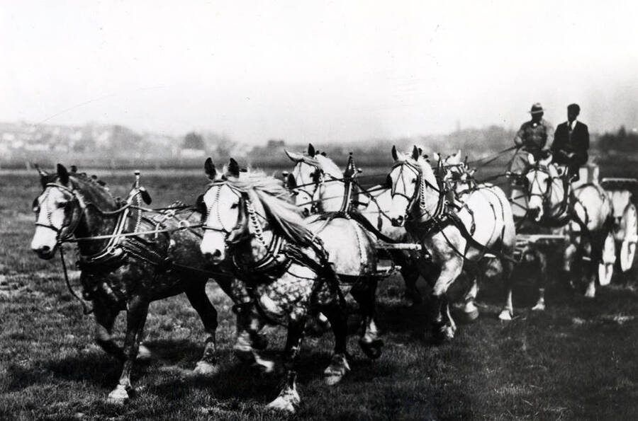 Earl Sawyer driving six University of Idaho horses at the Fairgrounds north of Sixth Street and west of the railroad tracks. 1930s.