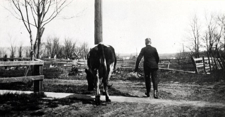 Frank Williamson, son of Nathaniel Williamson, who lived at the northwest corner of B and Monroe streets, leading cow to pasture on the vacant lots east of Monroe Street. Frank remembers remnants of the Russell Stockade near the alley just past the trees at the right of the picture.