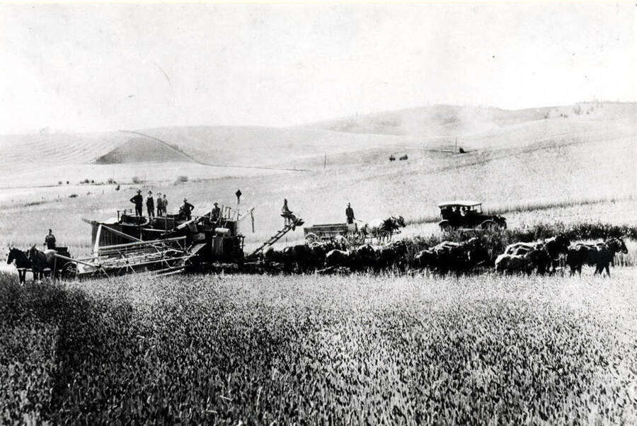 John L. Naylor combine outfit harvesting wheat on his farm three miles north of Moscow near Highway 95 in the early 1920s. Note the wagons for hauling bulk grain to the warehouse.
