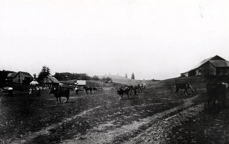 Farmyard scene southeast of Moscow on the Lenville Road about 1910. Picture from Frank Neal; his stepfather, Sidney Hammond holding the horse and Ray Gallup holding the team.