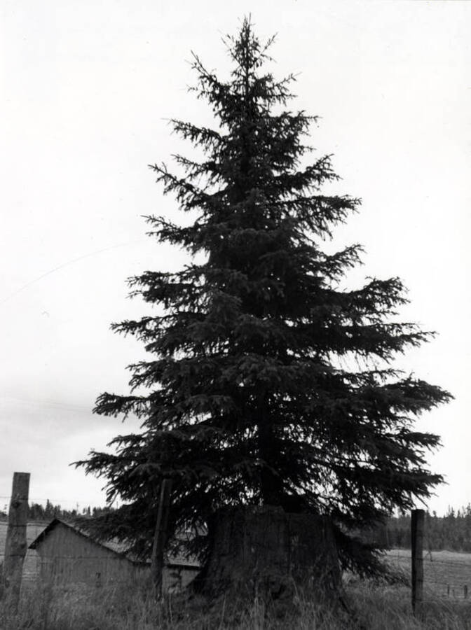 Across Highway 95 from the Byseggar buildings is this tree growing out of a stump. Picture by Clifford M. Ott in 1968. Tree is still there, 1976.