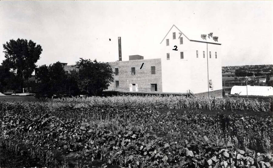In 1943 an addition to the original building was built (1) and later a crib bin elevator (2) was built, late 1943 and 1944. This was for handling bulk peas from Idaho. Later pea processing and splitting equipment was installed in both buildings. Picture shows soybean plots in foreground with popcorn plots beyond. Picture by Clifford M. Ott 1944.