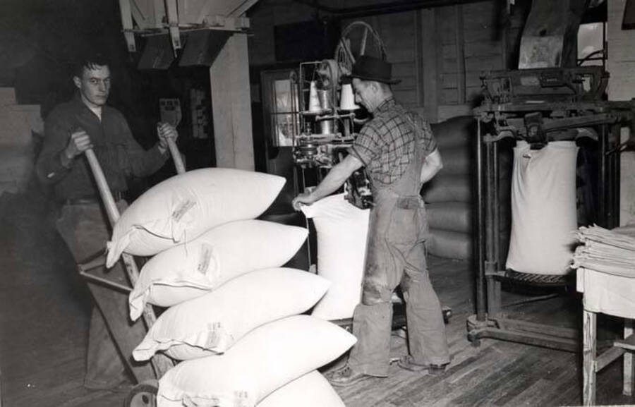 Sacking off seed peas in the building that burned July 8, 1945. Bill Rogers at sewing machine. Hodgins Drug Store, Charles Dimond, photographer.