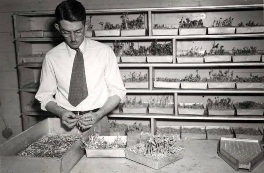George Woodbery, agronomist, checking germination of seed peas in the basement of office, A and Almon streets. Hodgins Drug Store, Charles Dimond, photographer.