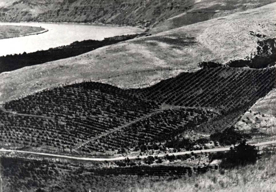 Part 1 of 6 parts of a panoramic picture of the Wawawai Orchards before the Oregon Railroad & Navigation Company railroad came in 1907. Pictures from the north to the south. Shows the grade down to Wawawai.