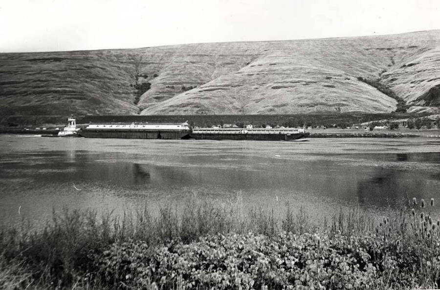 Tugboat pushing barges upstream on Snake River below Lower Granite Dam. Boyer Park shows beyond the barges. Picture by Clifford M. Ott 1979.