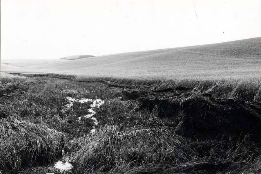 Shows where the hail and water flattened wheat on the Charles Iverson farm, August 3, 1976. Pictures by Clifford M. Ott about two hours later.