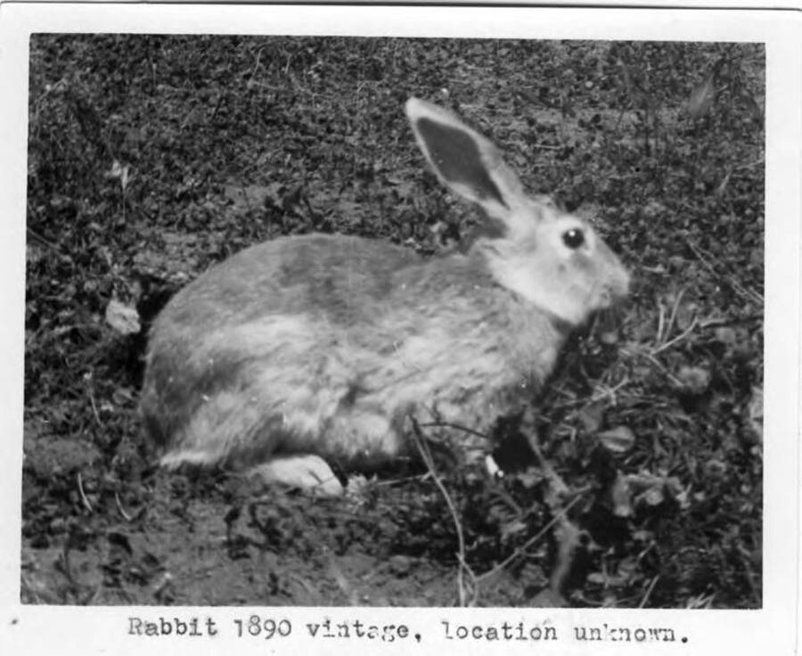 Rabbit 1890 vintage. Location unknown.