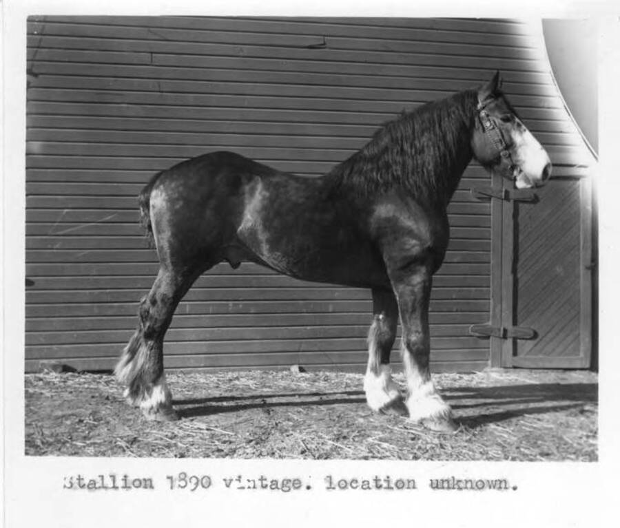 Stallion 1890 vintage. Location unknown.