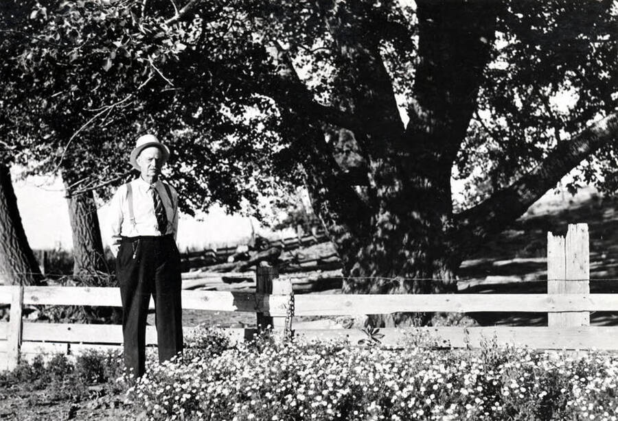Mr. George M. Tomer stands under the tree, the only surviving son of Mr. George W. Tomer, one of Moscow's earliest pioneers. Mr. Tomer was born in Nevada City, California, where his father, a California forty-niner, had mined placer gold for twenty-one years. Hearing through his maternal grandmother, Mr. and Mrs. Mathew Montgomery, who came to Moscow in 1870, of the rich and beautiful country in Nez Perce County, Idaho Territory, his parents decided to establish a squatter's claim here. Mr. Tomer's parents and his little family of four children left San Francisco in the early spring of 1871, and came by a leaky ocean boat to Portland. This craft, so Mr. Tomer relates, sank about a year later. [C.J. Brosnan may have written this text.] From Portland, they came by boat up the Columbia River to Lewiston. During their brief stay the family stopped at the famous old hostelry known as the DeFrance Hotel. While in Lewiston, Mr. Tomer's father, a tree lover, purchased the little sapling which has grown into the huge tree near with Mr. Tomer stands. Mr. Tomer states that he did not come to Moscow in a covered wagon, but in a plain lumber wagon. His grandfather and grandmother, Mr. and Mrs. Mathew Montgomery, according to Mr. Tomer, died shortly after his family reached Moscow. Her grave stone, inscribed with an appropriate inscription, reads that her death occurred in 1873. Mrs. Montgomery was the first white person buried in the old Moscow cemetery. This grave-stone stands within a half-mile of the old Nez Perces Trail. The Tomers were not able, at first, to file a hundred and sixty acres land claim under the provisions of the Homestead Act of 1862, because their arrival antedated the land surveys in this region. The land office was not opened in Lewiston until the year of 1875. The Tomer squatter's claim is situated near the feet of Tomer's Butte, an exceedingly ancient granite butte. This butte was one a tall mountain before the floor of the valley, now occupied by the city of Moscow, was filled by lava flows and deposits of wind-blown soil from what is now the State of Washington. [C.J. Brosnan may have written this text.]