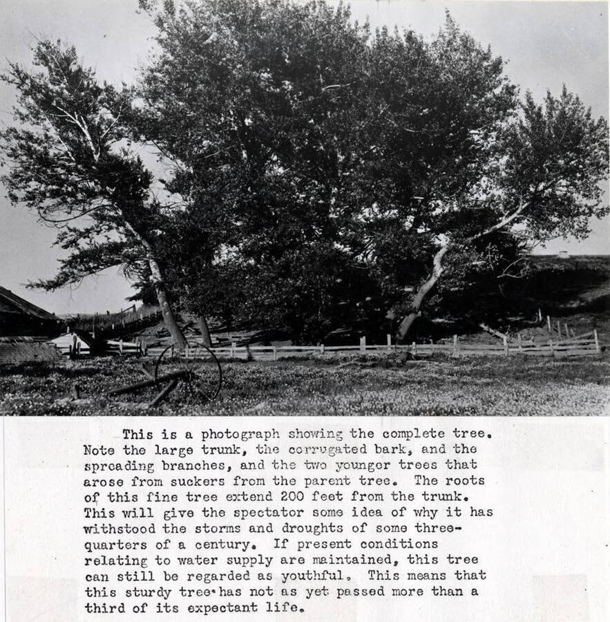 This is the venerable silver poplar tree planted on May 6, 1871, by Mr. George W. Tomer, who established a squatter's claim earlier in that year near the foot of Tomer's Butte, to which he gave his name. This oldest planted tree in Moscow has withstood the elements for nearly three-quarters of a century and is today the Nestor of Moscow's trees. This species, Populus albus, appears to be one of the earliest of foreign ornamental trees to be distributed in this region. It is a native of Eurasia. The bark is much corrugated, and this dark bark of the bole contrasts with the whitish bark of the branches. This contrast lends picturesqueness to the tree. This is now a monument, and should be protected. [C.J. Brosnan may have written this text.] No. 5- On map. See No. 6- for location.                                     This is a photograph showing the complete tree. Note large trunk,  corrugated bark, and  spreading branches, and two younger trees that arose from suckers from the parent tree. The roots of this fine tree extend 200 feet from the trunk. This will give the spectator some idea of why it has withstood the storms and droughts of some three-quarters of a century. If present conditions relating to water supply are maintained, this tree can still be regarded as youthful. This means that this sturdy tree has not as yet passed more than a third of its expectant life. [C.J. Brosnan may have written this text.]