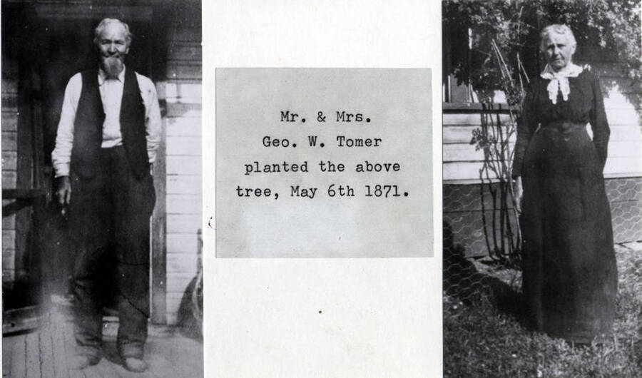Mr. and Mrs. George W. Tomer planted the above tree, May 6, 1871. [90-0126]