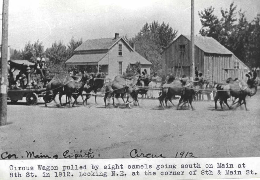 Pulled by eight camels going south on Main Street at Eighth Street in 1918. Looking northeast at the corner of Eighth and Main streets.