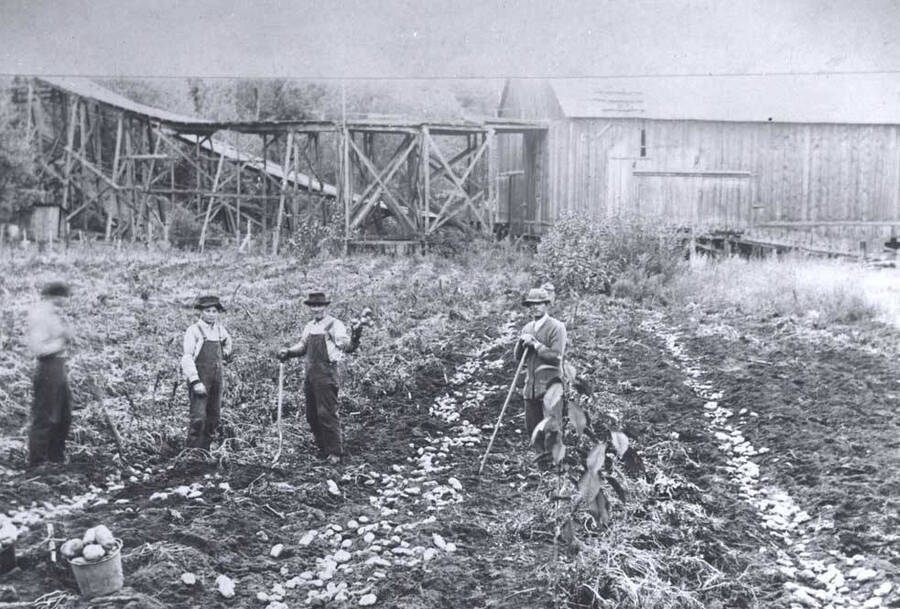 At the bottom of the canyon on the valley floor. Note the abundance of potatoes being harvested in the foreground. 1912. The tramway was located about one-quarter mile up river from Juliaetta.