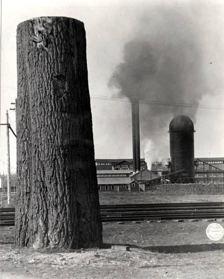 Standing on the north side of the entrance to the Potlatch Lumber Company mill. Picture by John D. Cress, Staff photographer, American Lumberman, September 28 - October 4, 1913.