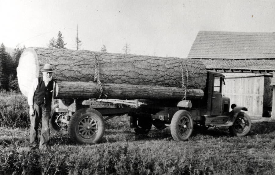 And White Pine log from the Swenson farm, 1930s.
