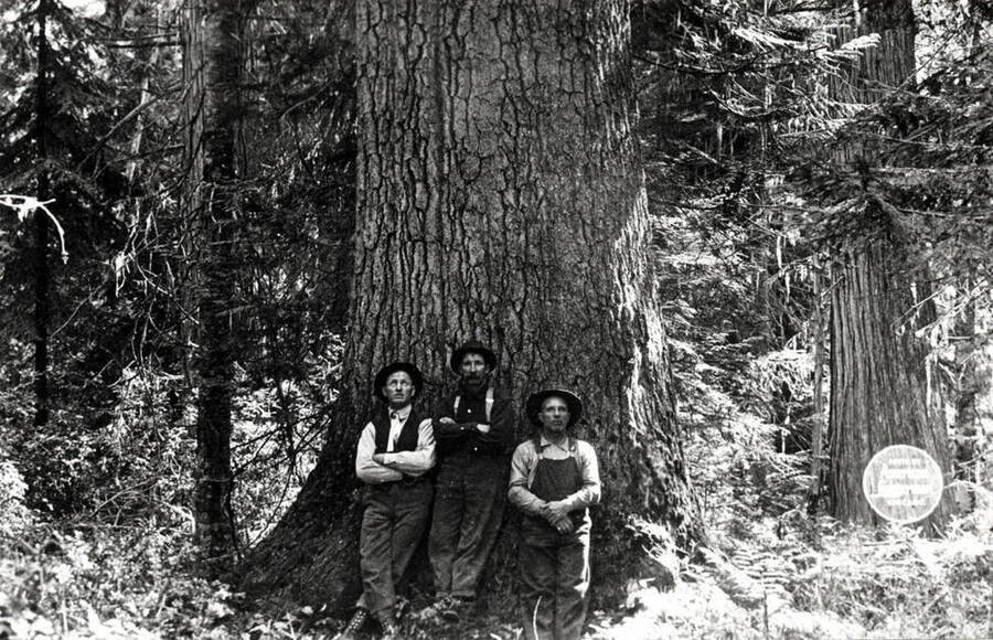 22 feet in circumference at stump, located on southeast Section 34, Township 42 north, Range 1 west. See following maps for location. Pictures by John D. Cress, staff photographer from the American Lumberman. Taken September 28 to October 4, 1913. This tree is slightly larger than the "King."